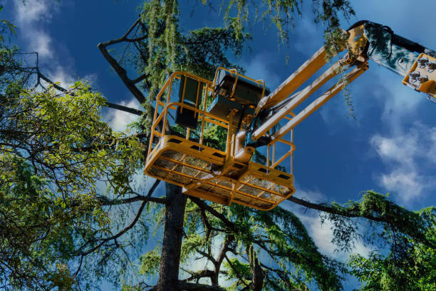 Best Tree Removal Service  in USA